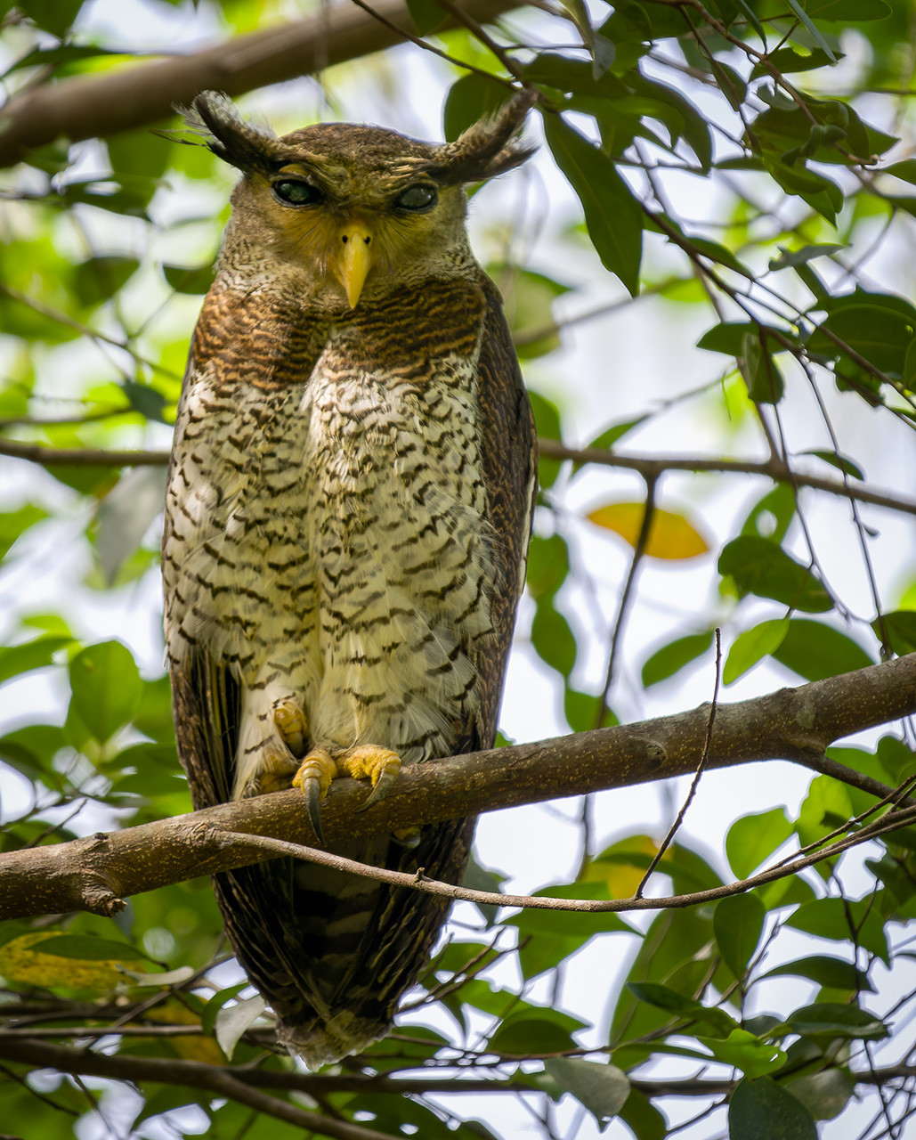 image Barred Eagle-Owl